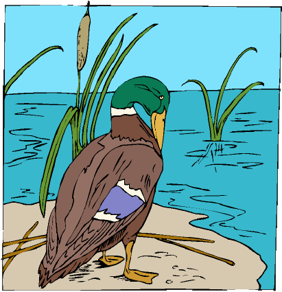 Clip art of a preening mallard