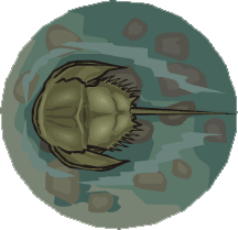 Clip art of a horseshoe crab.