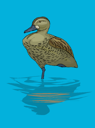 Clip art of a female duck.